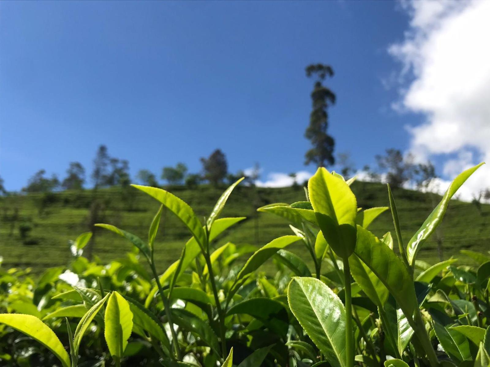 Vila Archu Agam Kotagala Exteriér fotografie